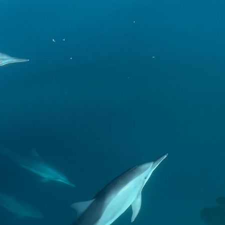 Metita Beach & Dive Resort Daruba Экстерьер фото