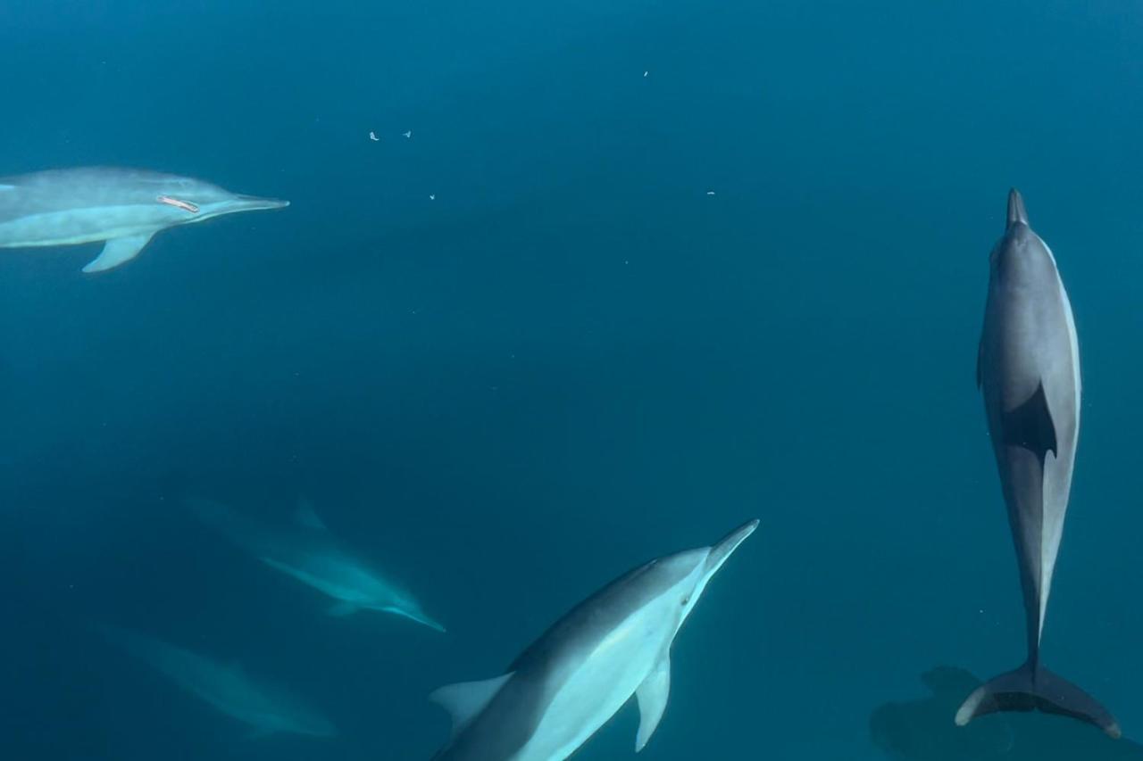 Metita Beach & Dive Resort Daruba Экстерьер фото